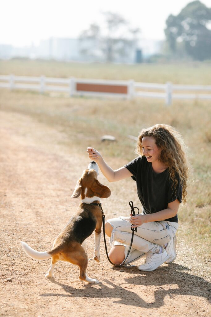 woman girl lady giving a beagle dog puppy a treat